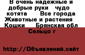 В очень надежные и добрые руки - чудо - котята!!! - Все города Животные и растения » Кошки   . Брянская обл.,Сельцо г.